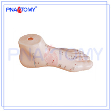 PNT-AM26 Modèle anatomique du pied Acupuncture humaine 15cm